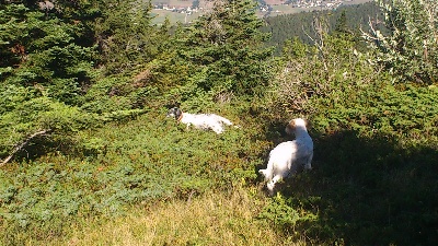 Du Sous Bois De Balmette - Comptage en Montagne saison 2012