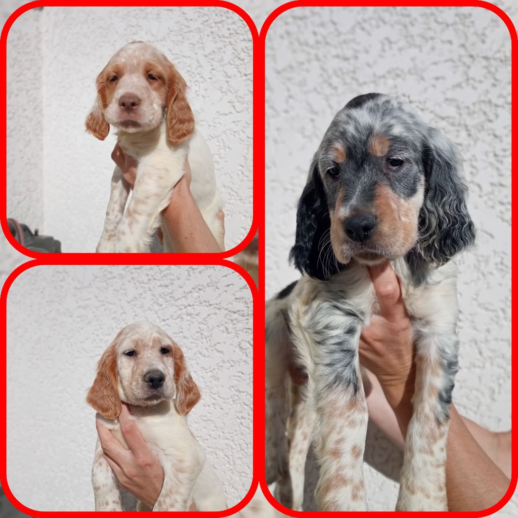 Du Sous Bois De Balmette - Chiots disponibles 