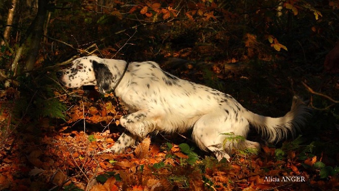 Du Sous Bois De Balmette - Clusaz gestation confirmée