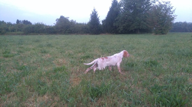 Du Sous Bois De Balmette - MIKA du sous bois de Balmette