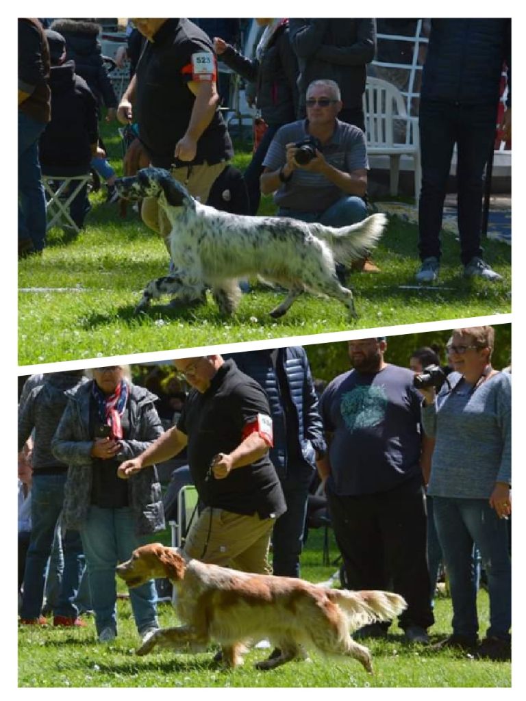 Du Sous Bois De Balmette - NDS Libourne 2019 spécial de race 