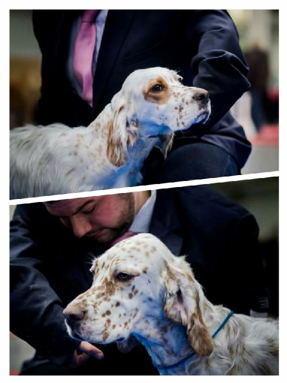 Du Sous Bois De Balmette - Paris Dog Show 2017 