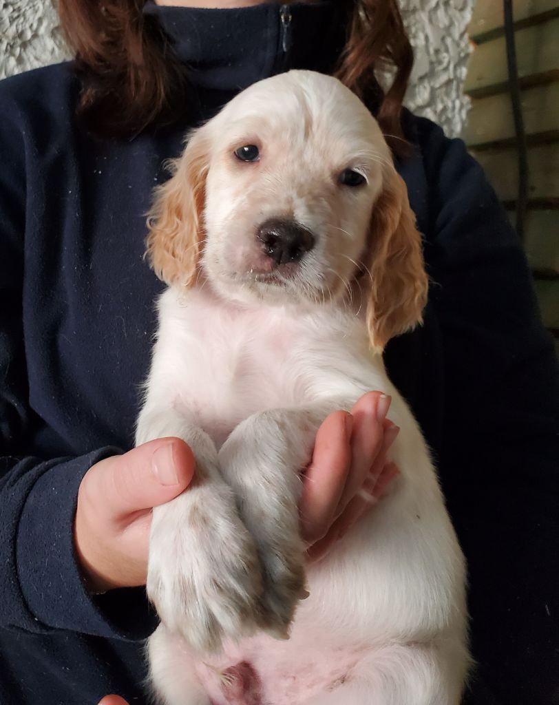 Du Sous Bois De Balmette - Chiot disponible  - Setter Anglais