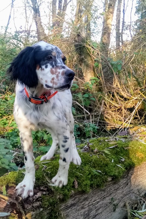 Nikita Du Sous Bois De Balmette