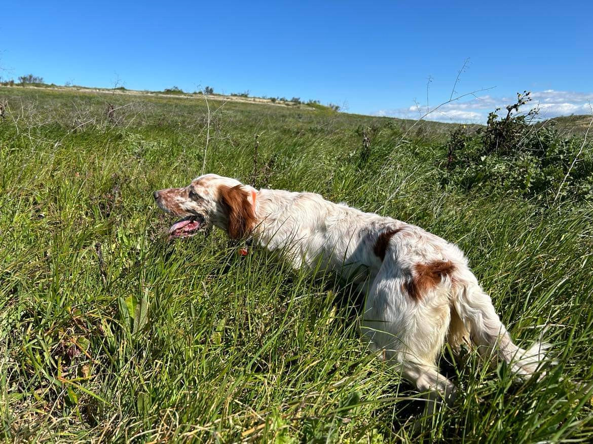 Stella Du Sous Bois De Balmette