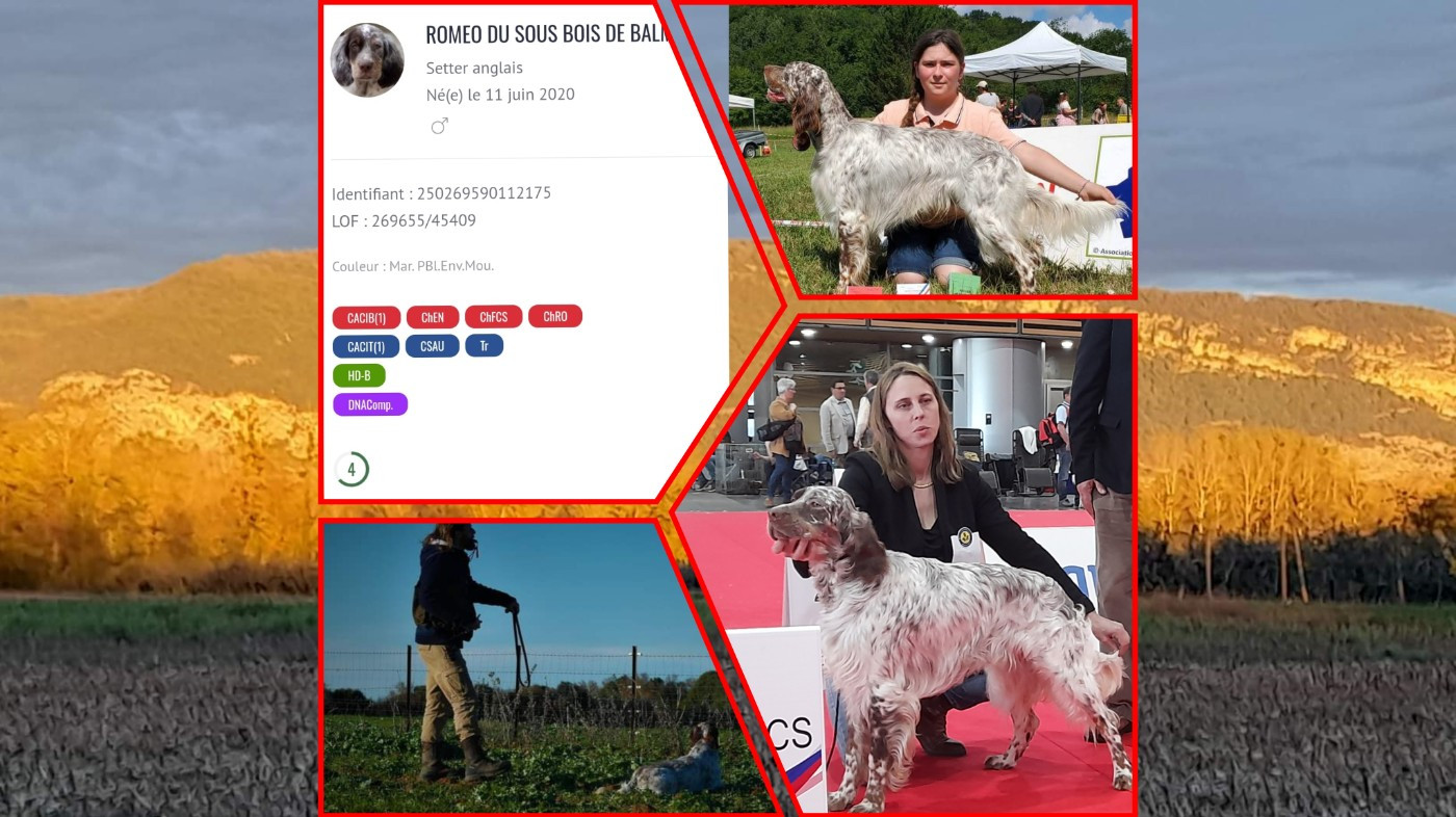 Du Sous Bois De Balmette - ROMÉO