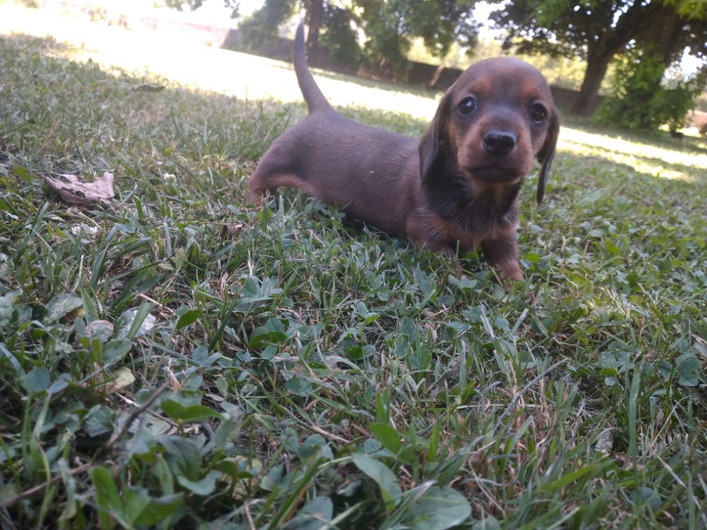 Chiot teckel disponible