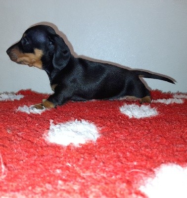 CHIOT